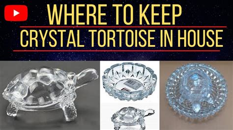 where to keep tortoise face